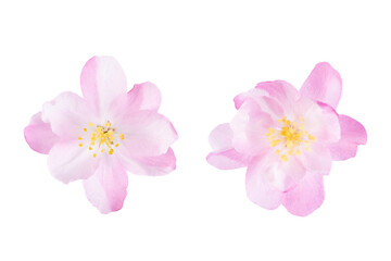 Fototapeta na wymiar malus spectabilis blossom petals isolated on white background.