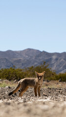 Zorro Mendoza Argentina