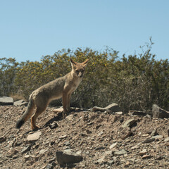 Zorro Mendoza Argentina