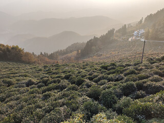 Tea plantation in Moganshan, China - 778562842