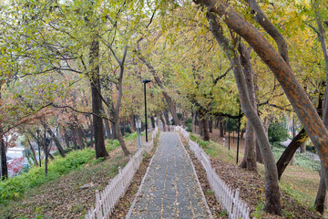 Pathway and colorful autumn foliage in the garden - 778562848