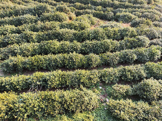 Tea plantation in Moganshan, China - 778562853