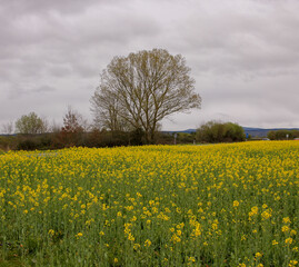 a yellow field of turnips