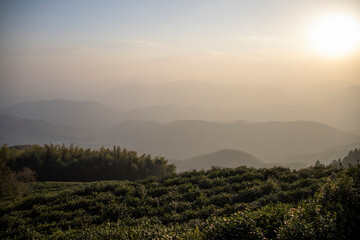 Tea plantation in Moganshan, China - 778562871