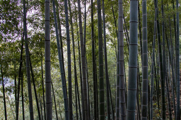 Moganshan bamboo forest, Zhejiang in China - 778562876