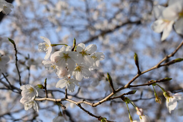 Somei Yoshino cherry blossoms blooming in the morning in Tokyo