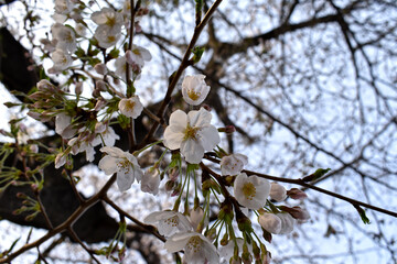 Somei Yoshino cherry blossoms blooming in the morning in Tokyo
