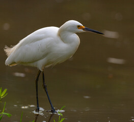 Ca&ccedil;ando no lago