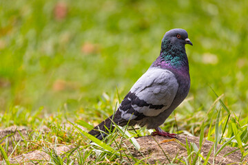 pigeon on the grass