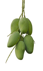 BUnch of green mangoes on transparency background