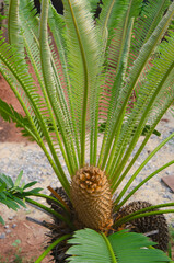 Beautiful brown male cone and branches of wild cycad tree on green background