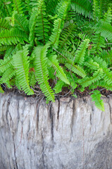 A bush of fishbone fern on old dead tree stump