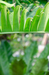 Beautiful streaked leaves of heliconia in garden