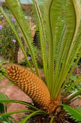 Beautiful brown male cone and branches of wild cycad tree on green background