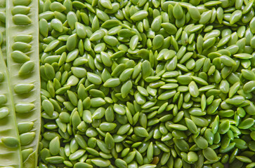 Fresh green graphic of raw white popinac seeds texture