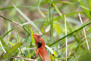 Close up of little lizard in the wild.