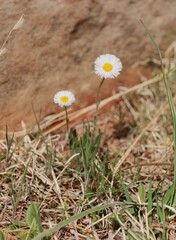 Tiny Flowers in the Palo Dura Canyon