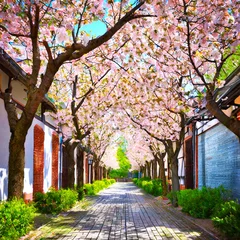 Fotobehang 벚꽃이 아름답게 핀 골목길 © 민호 김