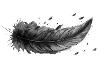 Hand drawn feathers on transparent background, black and white feather sketch
