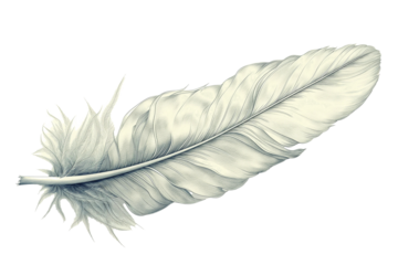 Hand drawn feathers on transparent background, black and white feather sketch