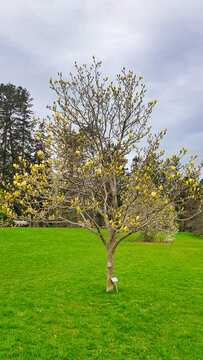 Magnolia trees with beautiful yellow blooms in early spring amidst meadows with fresh green grass at the Dominion Arboretum Gardens in Ottawa,Ontario,Canada