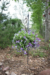 Hanging basket of purple violets outdoor in a backyard garden in the summer.