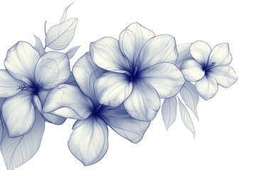 Monochrome sketch of Plumeria flower isolated on transparent background. Floral background