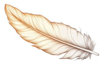 Hand drawn feathers on transparent background