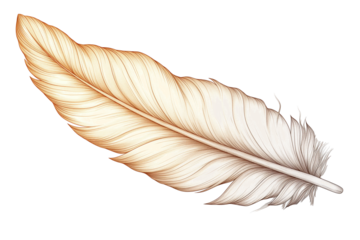 Hand drawn feathers on transparent background