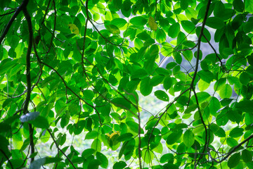奄美地方梅雨入近し
