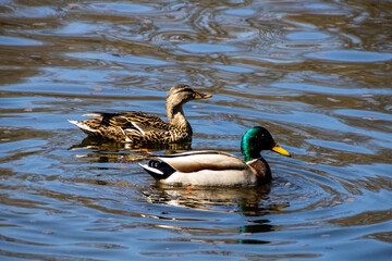 duck on the lake