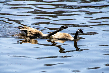 geese on the water