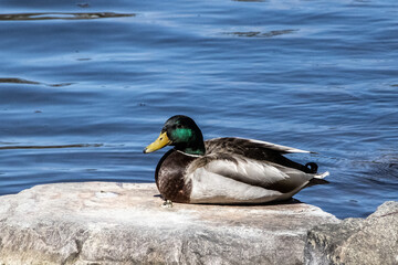 Obraz premium duck on a rock