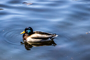 duck in the water