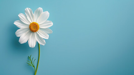 Daisy flower on blue, with area for text to the right