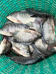 fresh tilapia fish in the market