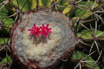 Cactus,parte importante de nuestros ecosistemas para mantener el equilibrio del planeta.