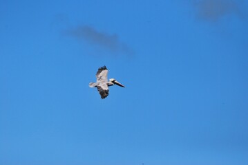 Cerca del mar podemos encontrar gran variedad de aves acuaticas y de vez en cuando hasta guacamayas!