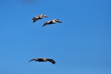Cerca del mar podemos encontrar gran variedad de aves acuaticas y de vez en cuando hasta guacamayas!