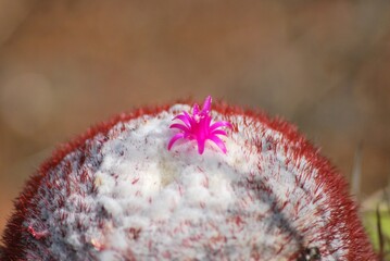 Cactus,parte importante de nuestros ecosistemas para mantener el equilibrio del planeta.