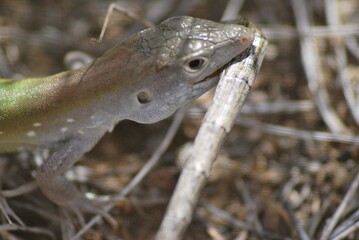 Una lagartija acaba de capturar su almuerzo!