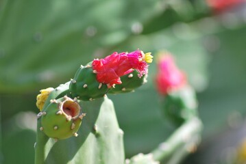 Cactus,parte importante de nuestros ecosistemas para mantener el equilibrio del planeta. © FILIPPO
