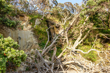 Cathedral Cove Beach Access Closed: Track Damage from Erosion, Fallen Trees, Rockfalls, and Landslides in Coromandel, New Zealand