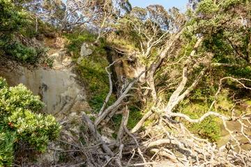 Foto auf Leinwand Cathedral Cove Beach Access Closed: Track Damage from Erosion, Fallen Trees, Rockfalls, and Landslides in Coromandel, New Zealand © nomadkate