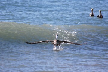 Cerca del mar podemos encontrar gran variedad de aves acuaticas y de vez en cuando hasta guacamayas!