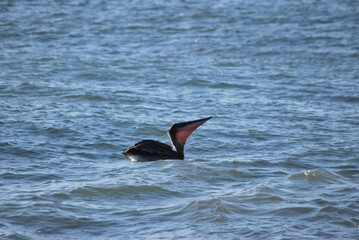 Cerca del mar podemos encontrar gran variedad de aves acuaticas y de vez en cuando hasta guacamayas!