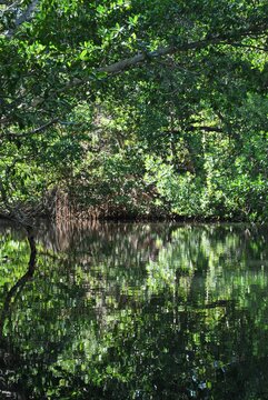 Los manglares son una parte muy importante de nuestro ecosistema!