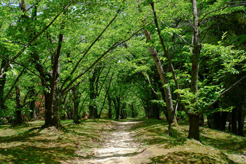 新緑に包まれる公園