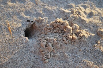 Fondos,texturas pisadas en la arena,agua de mar.