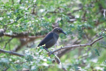 Cerca del mar podemos encontrar gran variedad de aves acuaticas y de vez en cuando hasta guacamayas!